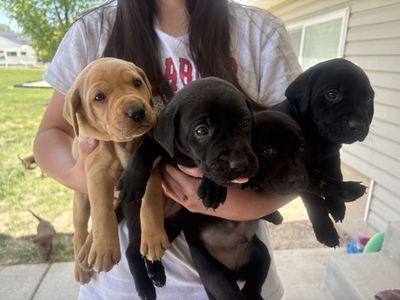 AKC Purebred lab puppies