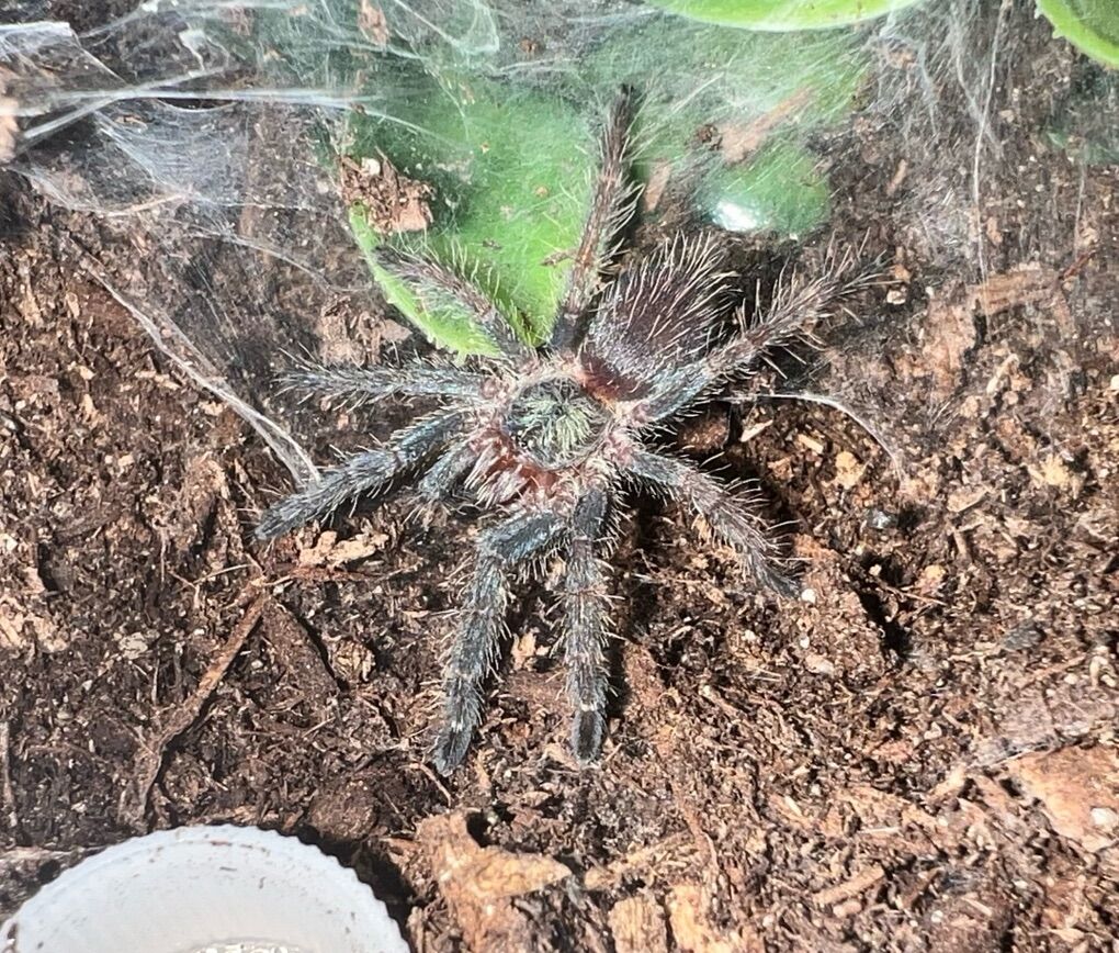 Tarantulas Buy 3 Get $5 Off