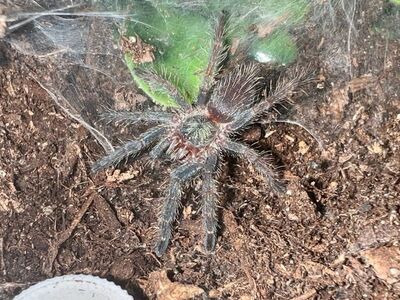 Tarantulas Buy 3 Get $5 Off