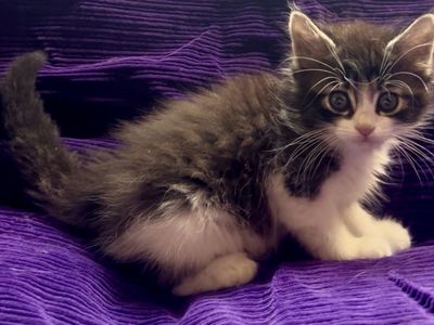 Sweet, Confident & Snuggly Kittens Ready Soon!