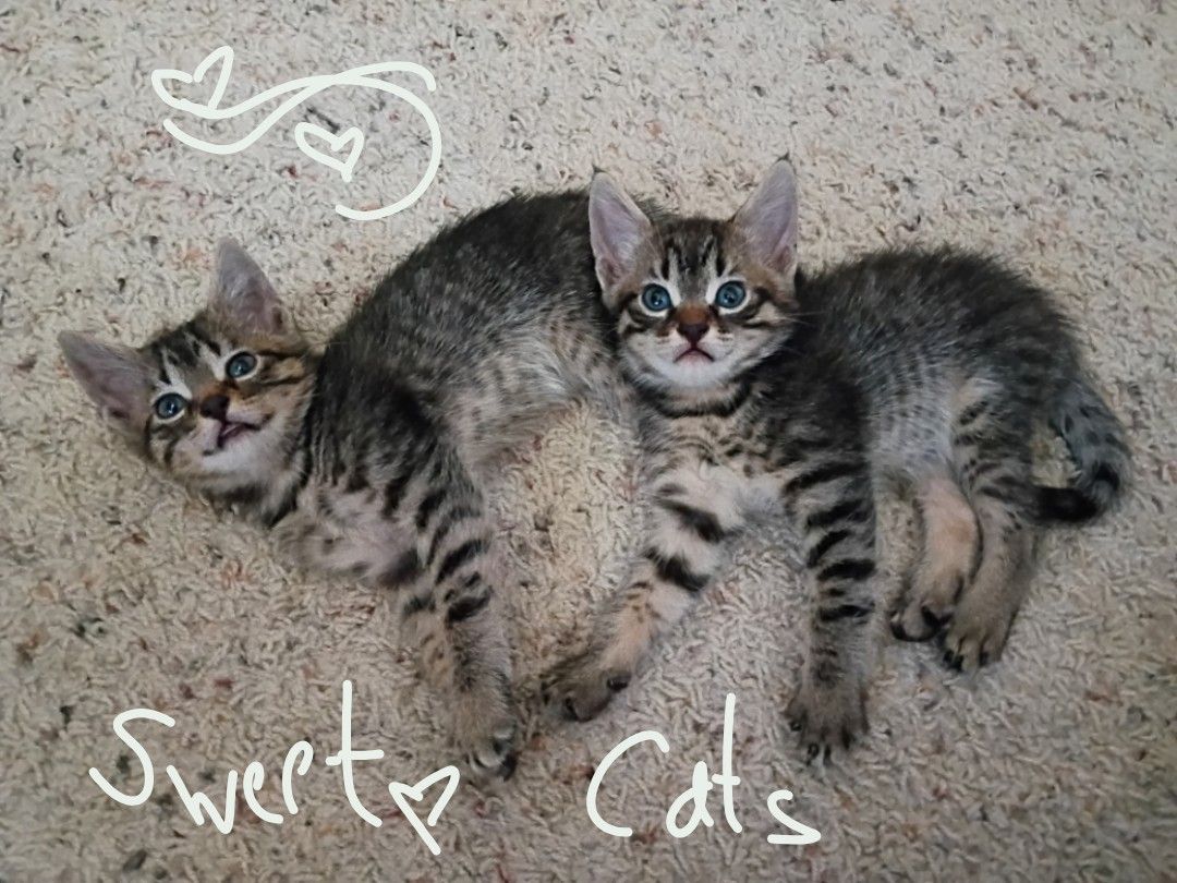 Kittens (some still left)! Holistic, Naturally-reared, Raw/BARF Diet (Organic), ESA, Hypoallergenic - "Asili-furaha" Breed