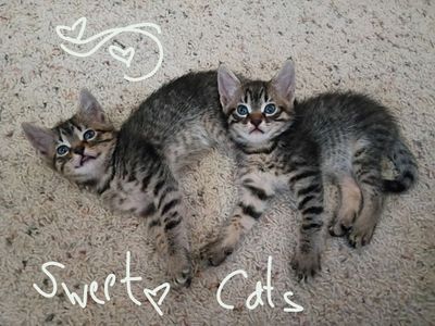 Kittens (some still left)! Holistic, Naturally-reared, Raw/BARF Diet (Organic), ESA, Hypoallergenic - "Asili-furaha" Breed