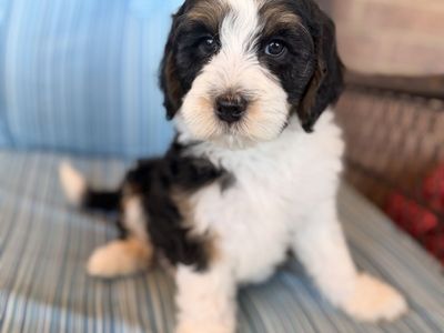 Mini Bernedoodles