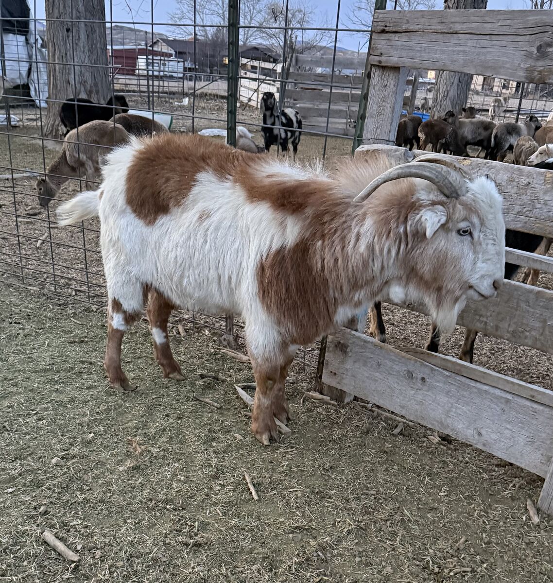 Giant LaMancha Billy Goat