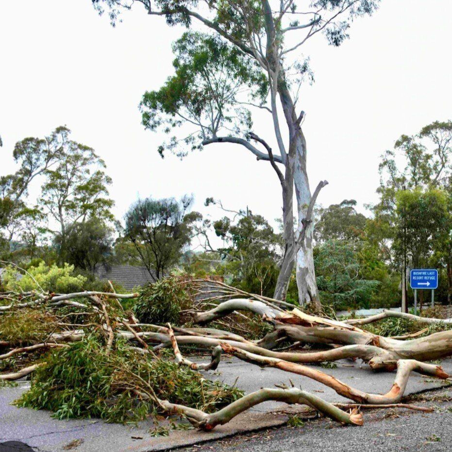 ISO Logs or stumps/trees