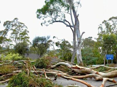 ISO Logs or stumps/trees