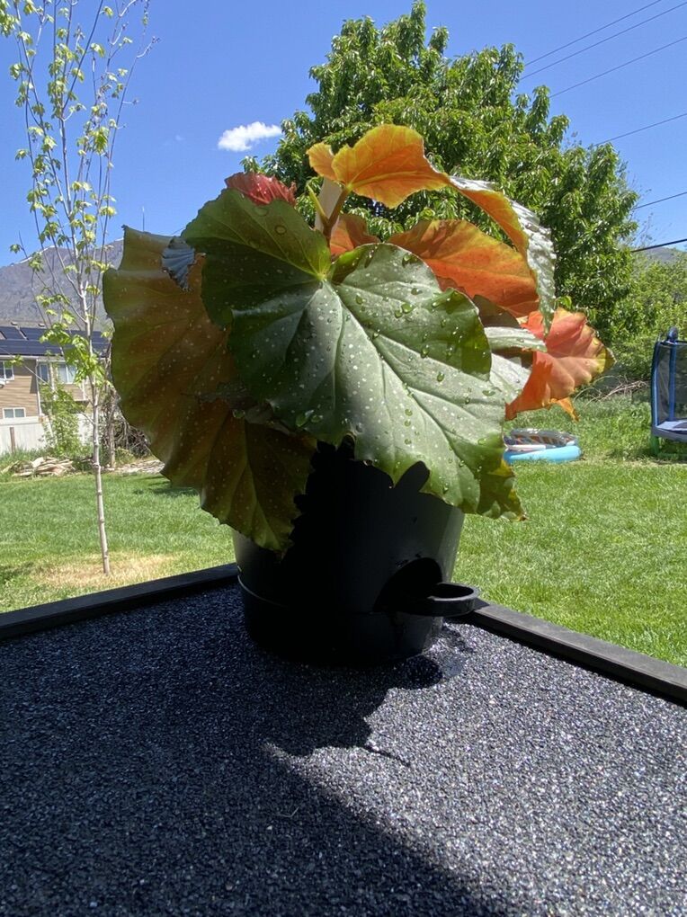 Angel Wing Begonia House Plant