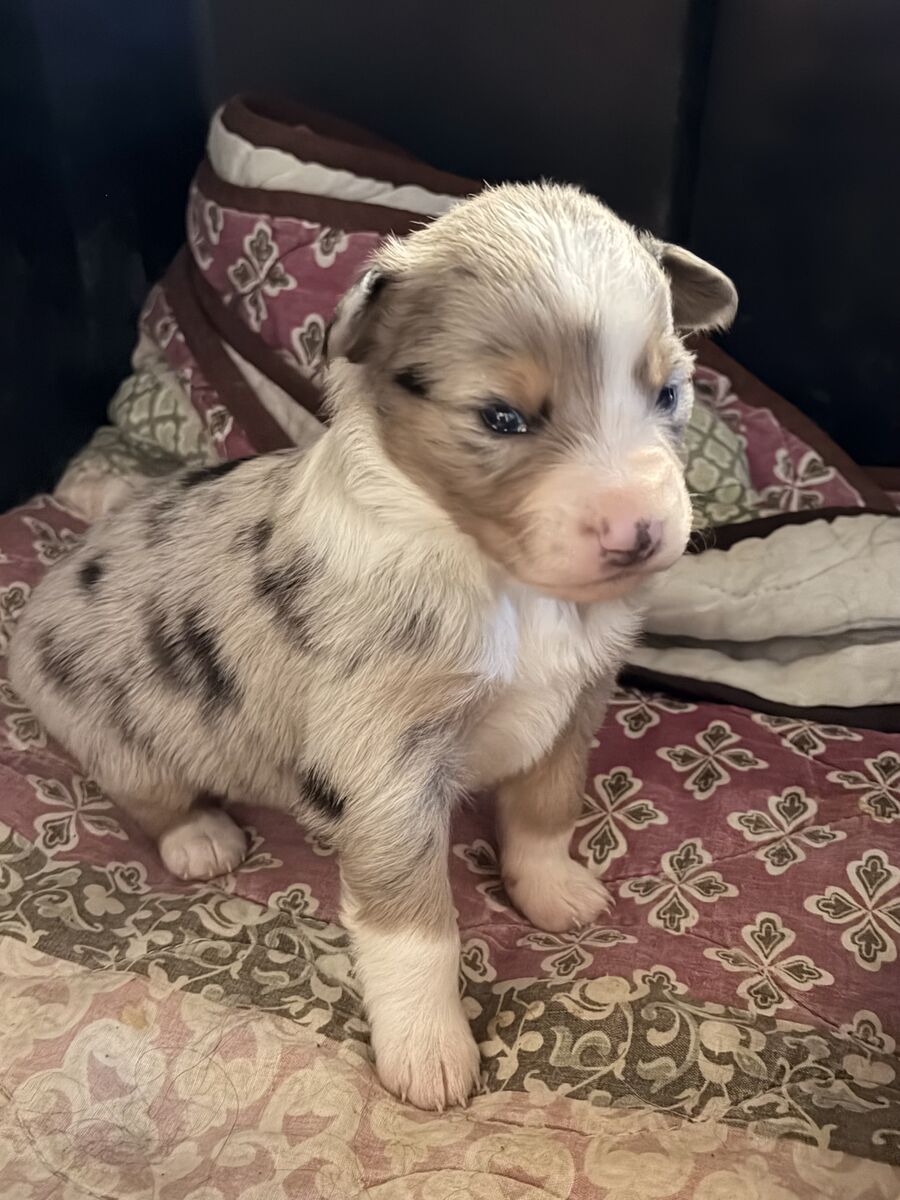 CKC and ASDR Registered Miniature Australian Shepherd Puppies