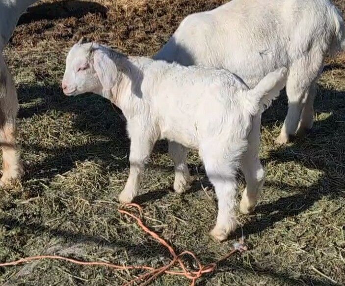 Boer kid for 4H or FFA