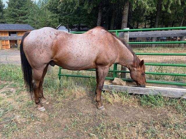 Red Roan Gelding