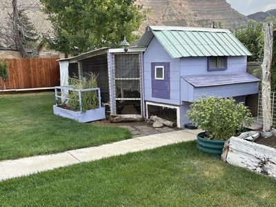 Chickens Free