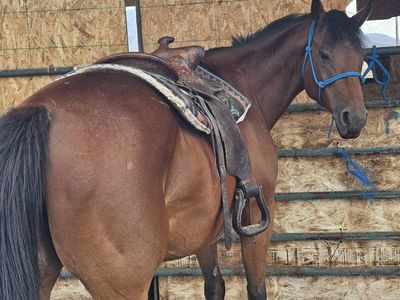 bomb proof mare