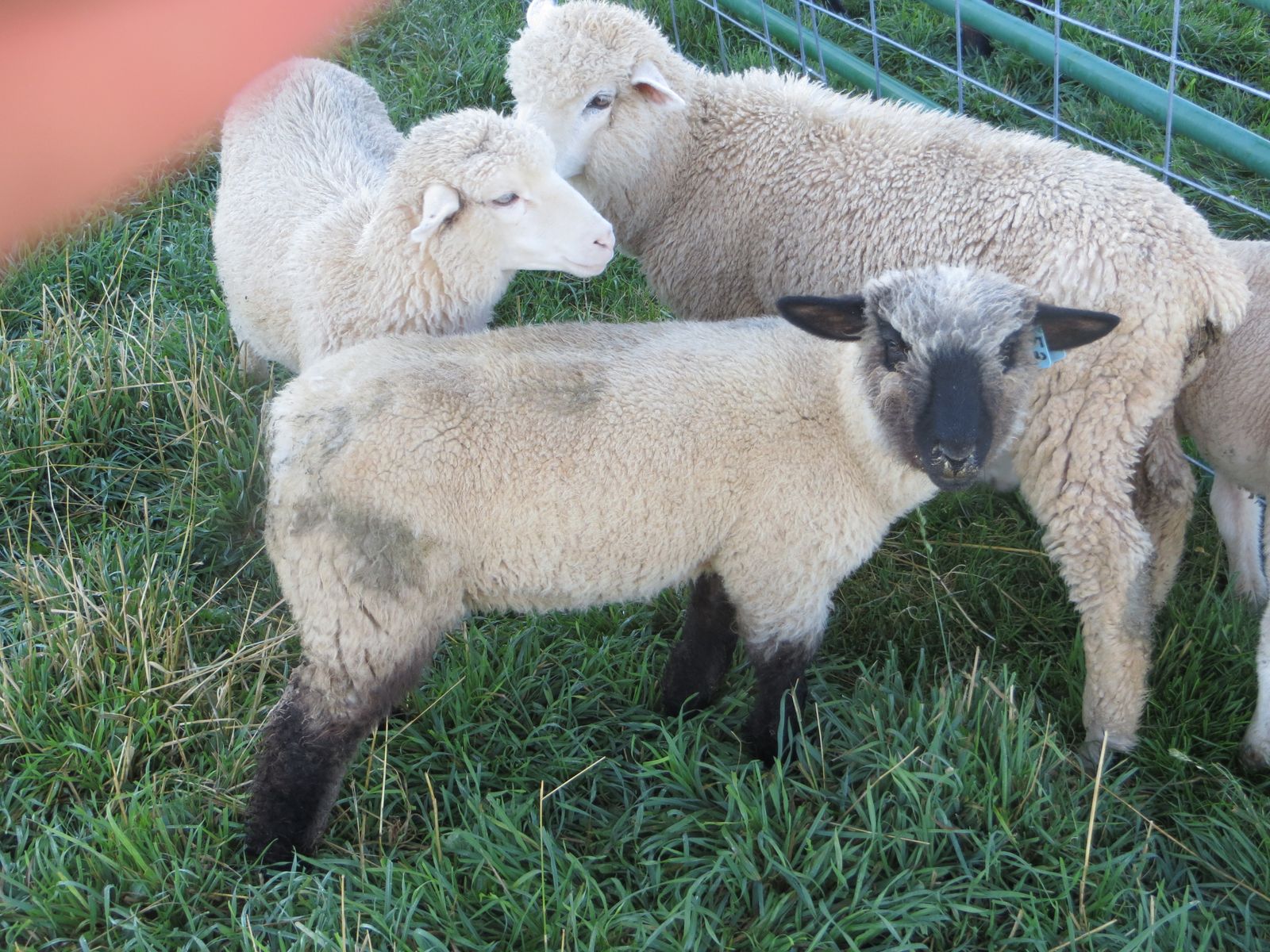 4 Lambs 150.00 to 225.00 Each