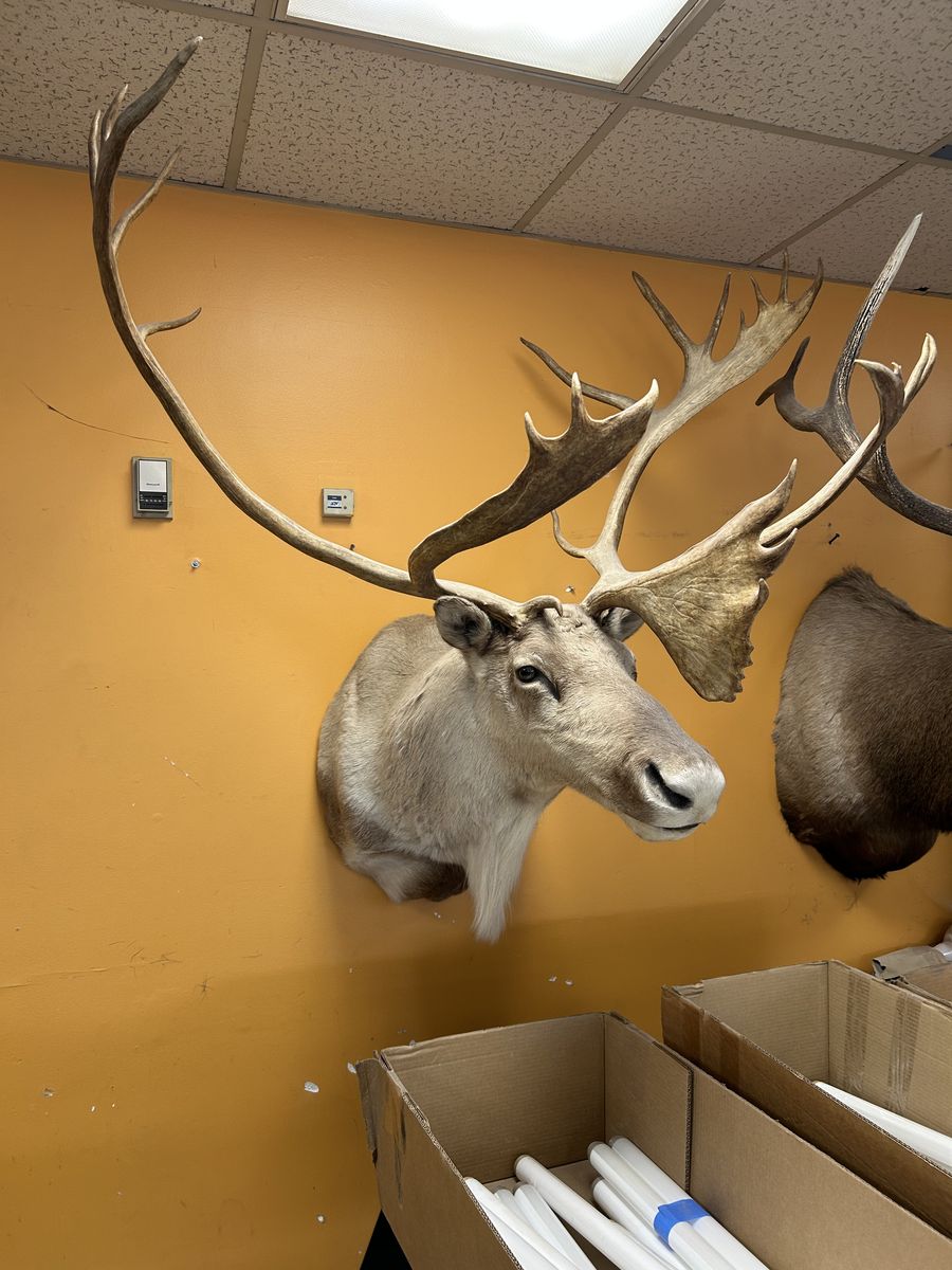 Alaskan Caribou Trophy Mount Taxidermy 48" wide