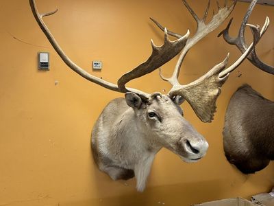 Alaskan Caribou Trophy Mount Taxidermy 48" wide
