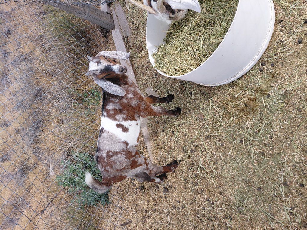 Nubian goats