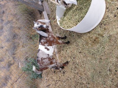 Nubian goats