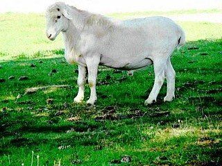 Royal White Ram ISO