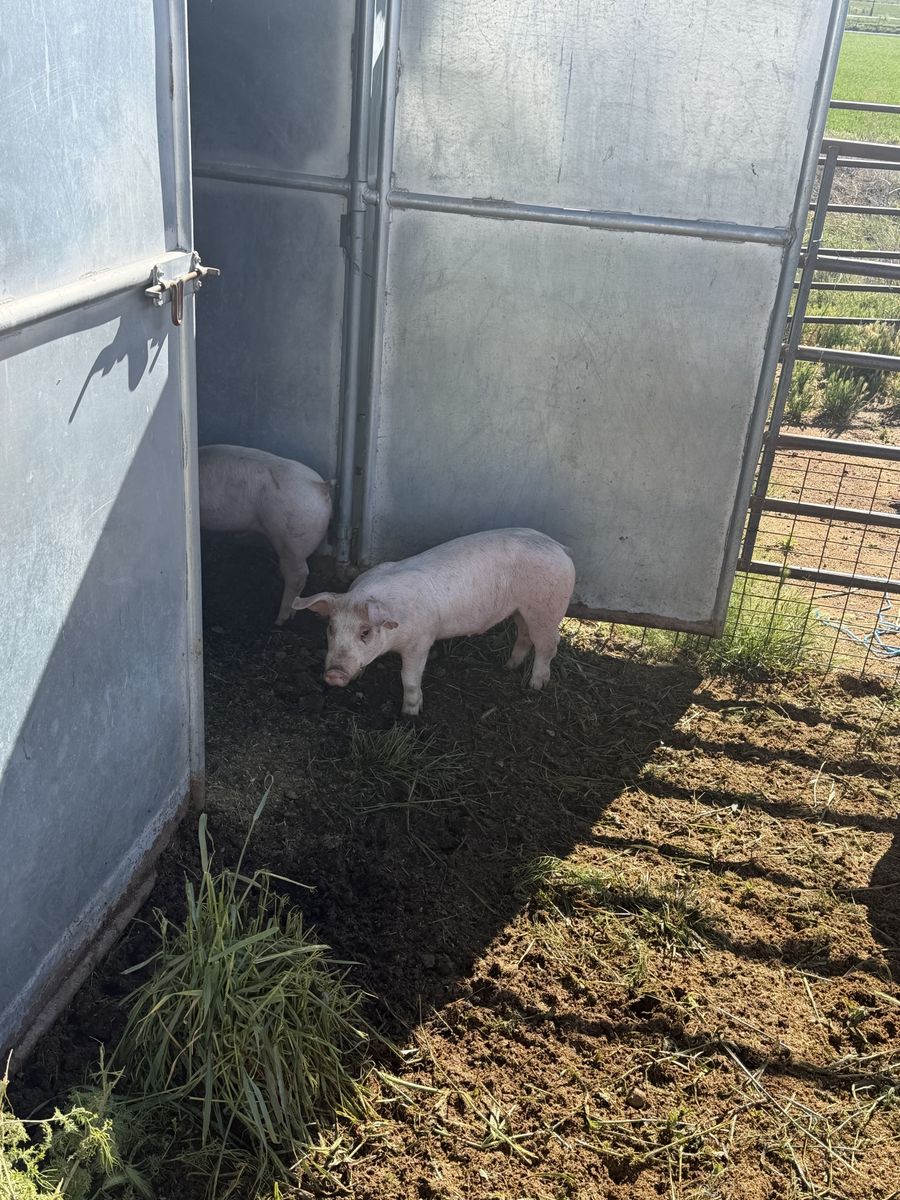 Roaster feeder pigs