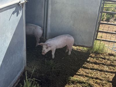 Roaster feeder pigs