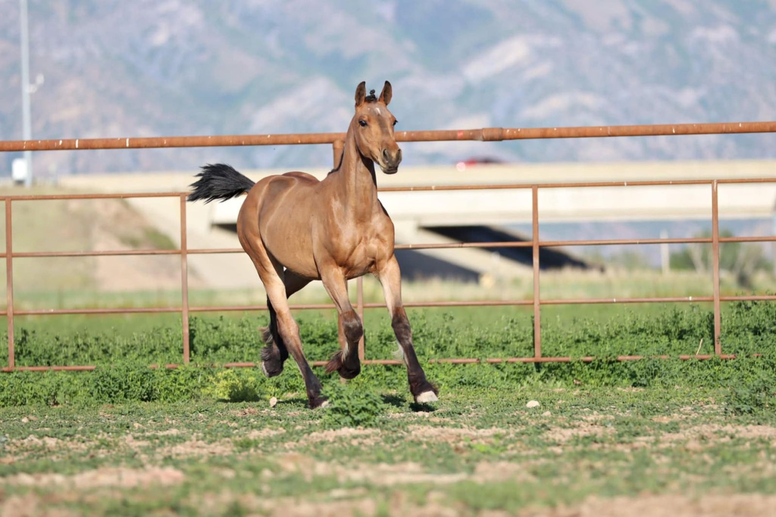 Gypsy x Oldenburg-Gypsy sporthorse