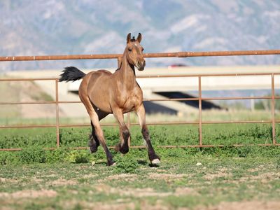 Gypsy x Oldenburg-Gypsy sporthorse