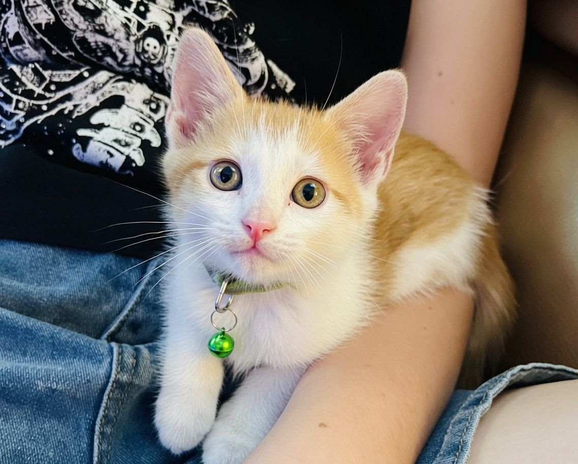 Adorable 8-Week-Old Kitten