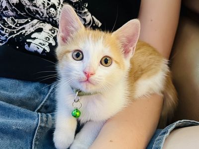 Adorable 8-Week-Old Kitten