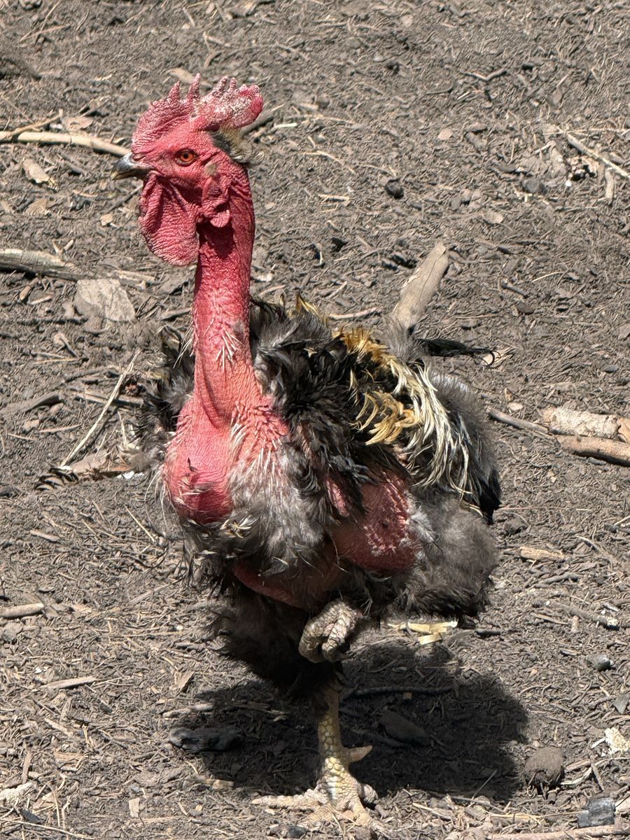 Free Roosters