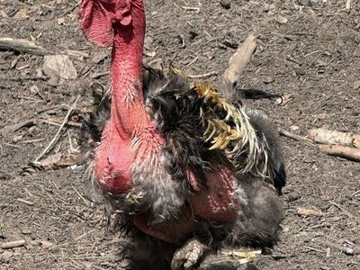 Free Roosters