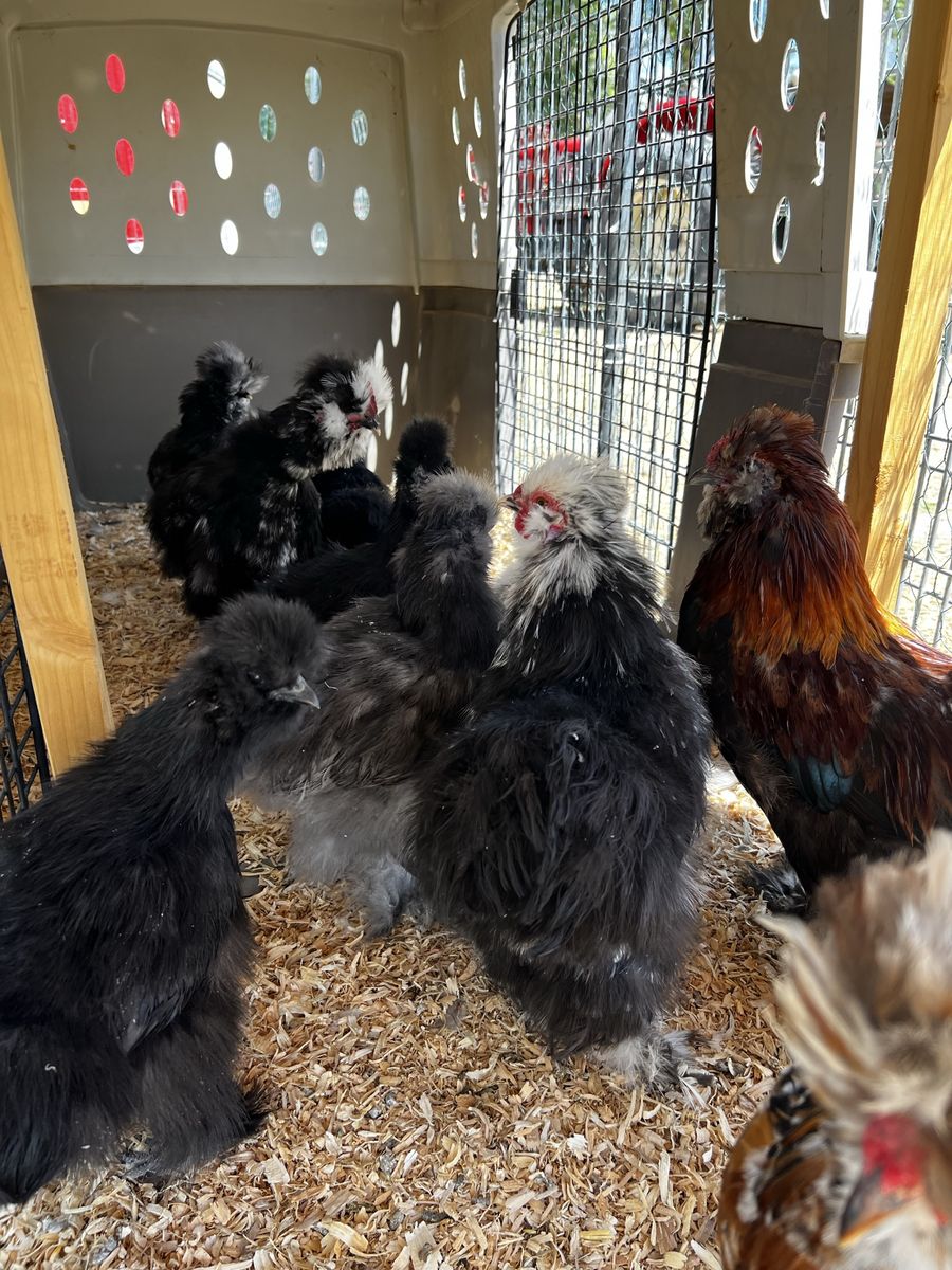 Silkie Roosters