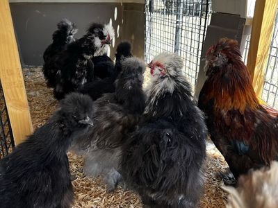 Silkie Roosters
