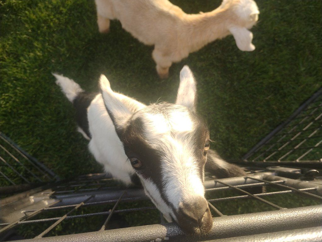 Goats (Pair) - Playful, Healthy, and Ready for a New Home