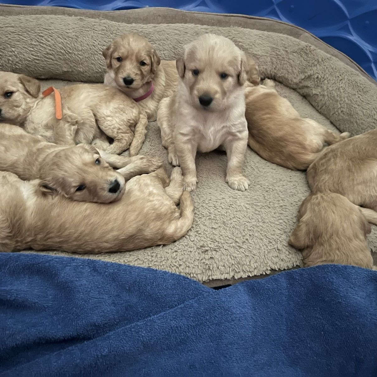 Adorable Cream/Tan Labradoodle Puppies - 5 Girls, 2 Boys - Ready July 20th, First Shots Included