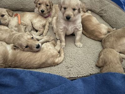 Adorable Cream/Tan Labradoodle Puppies - 5 Girls, 2 Boys - Ready July 20th, First Shots Included