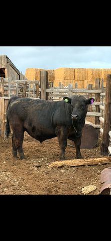 Yearling Black Angus Bull