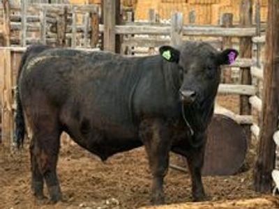 Yearling Black Angus Bull