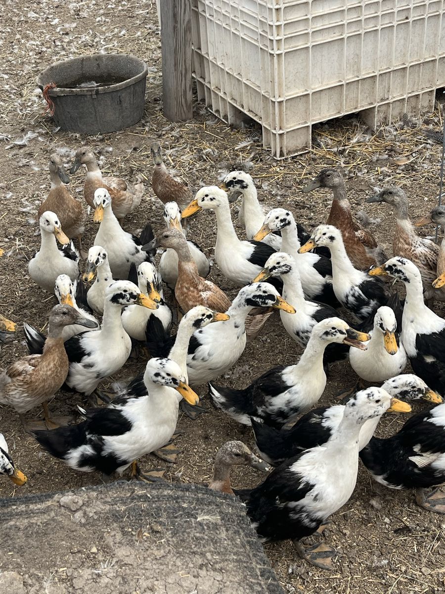 Ducklings, teen ducks Ancona, and Saxony 3 months