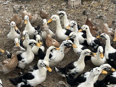 Ducklings, teen ducks Ancona, and Saxony 3 months
