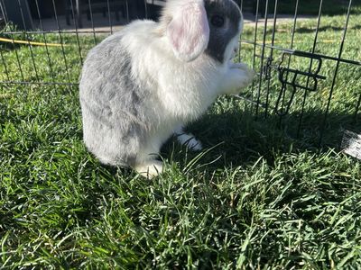 Adorable Holland Lop Doe – Sweet & Gentle