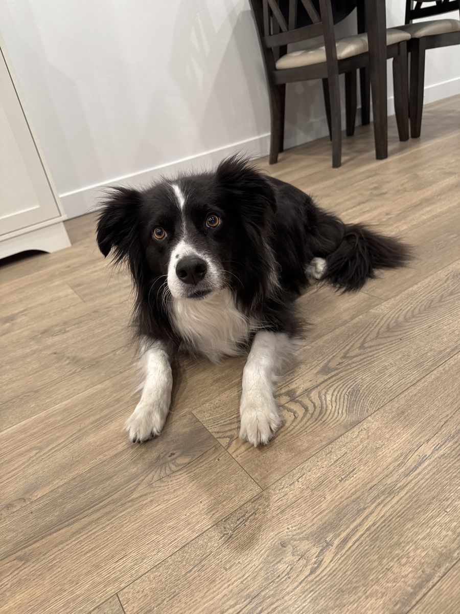 7 year old border collie/ Australian shepherd 