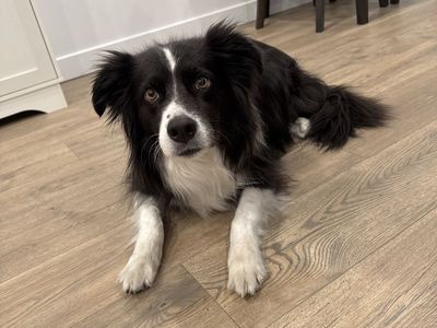 7 year old border collie/ Australian shepherd