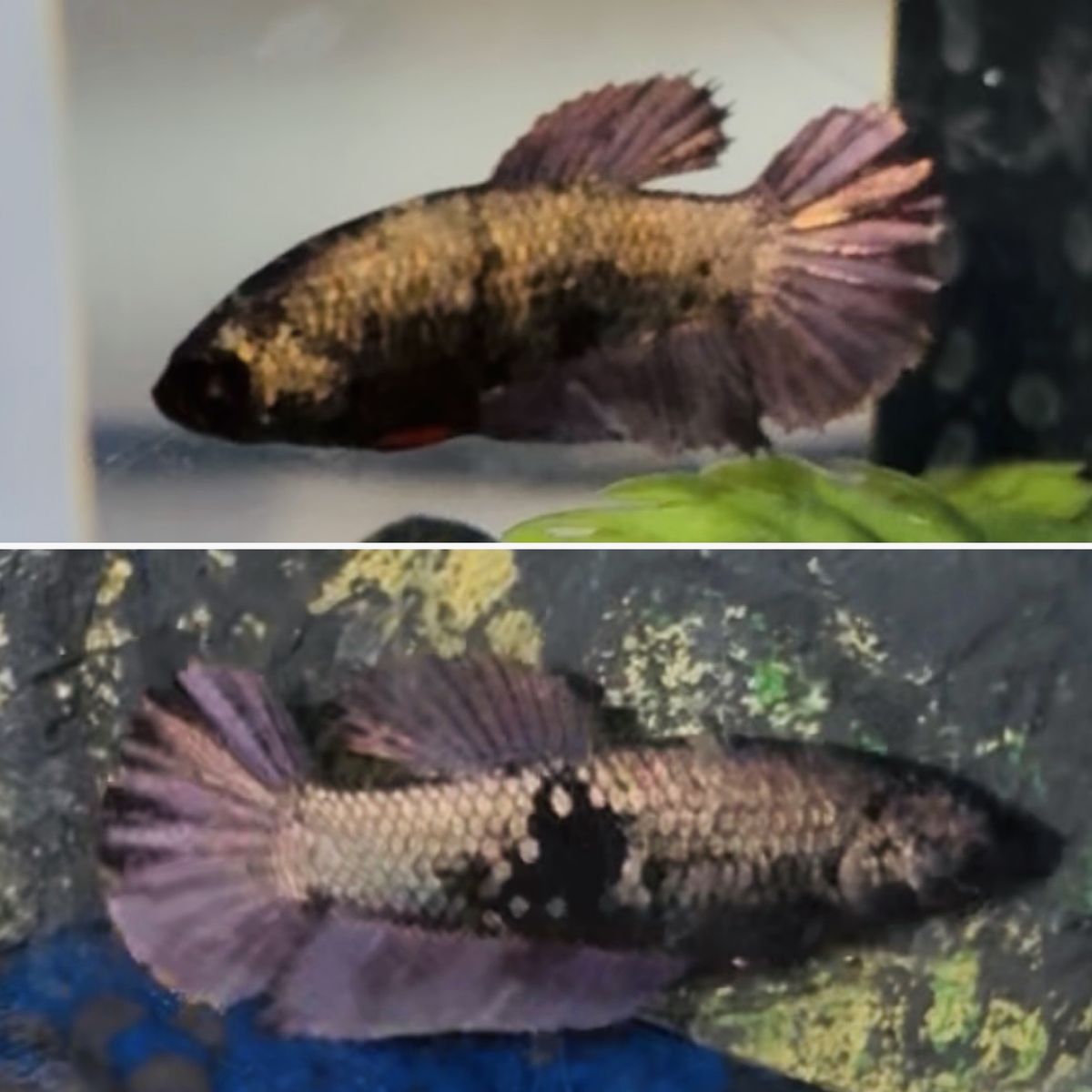 Purple Female Betta HM Plakat