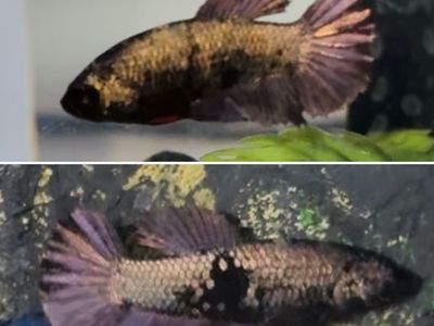 Purple Female Betta HM Plakat