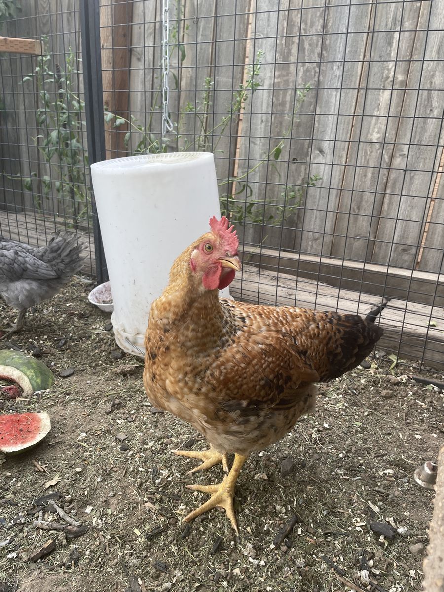 Rooster