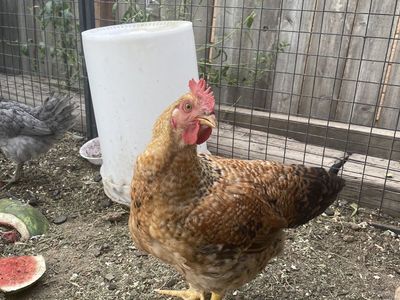 Rooster