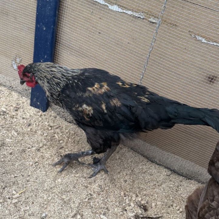 Free young rooster