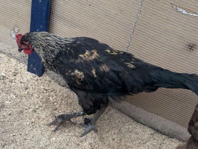 Free young rooster