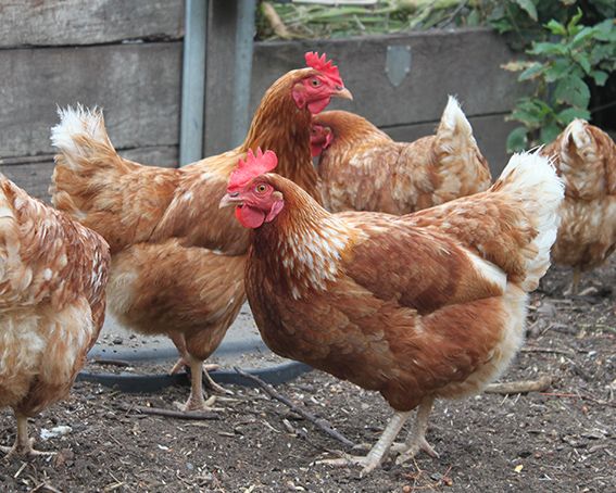 Red Sex Link Hens - 20wks Old - Available NOW!