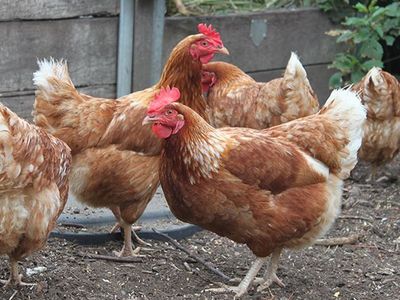 Red Sex Link Hens - 20wks Old - Available NOW!